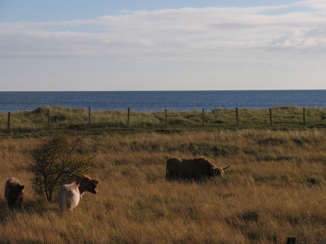 Highlandrinder Ostsee