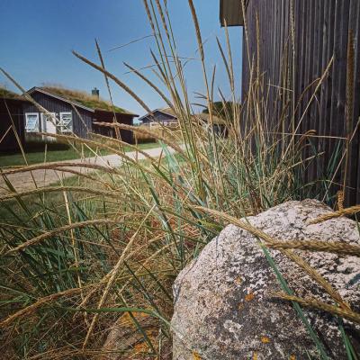 Strandhafer_Ostsee